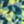Citrus Green Geo, color 1 of 4