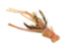 Color Option: Dirty Orange, $7.5