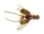 Color Option: Olive, $7.5