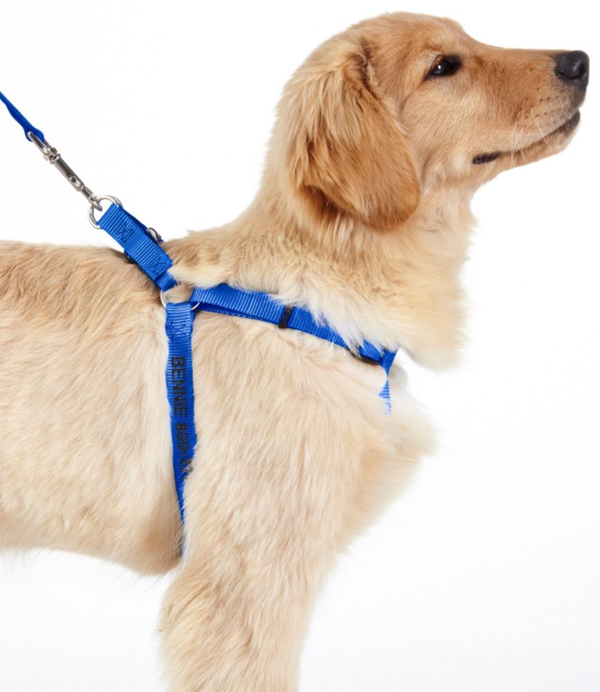 Dog harness with name on it best sale