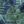 Carbon Navy Tropical, color 6 of 7
