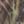 Mossy Oak Country, color 1 of 1