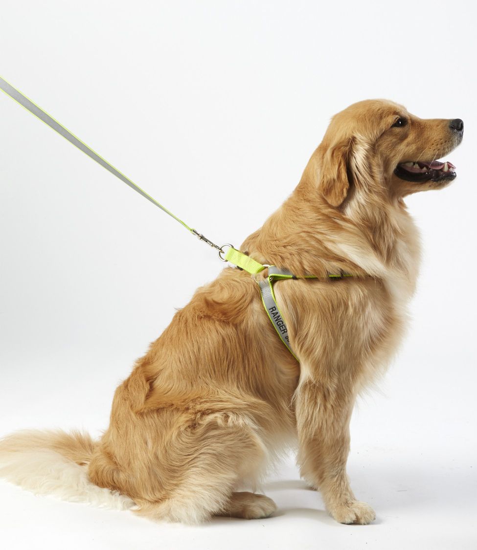 Dog 2024 collar harness