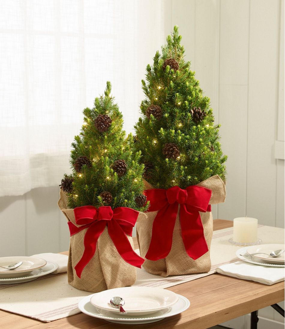 Woodland Tabletop Live Christmas Tree Lighted