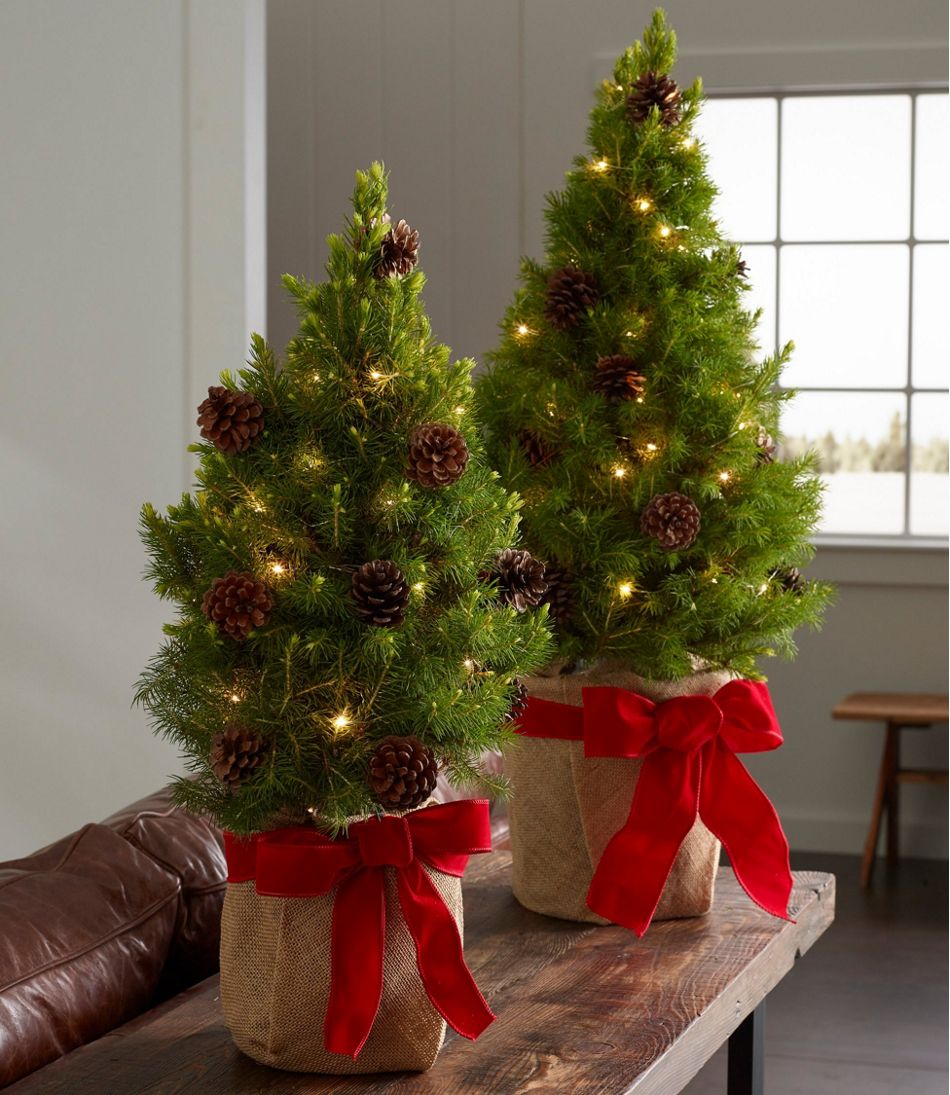 Woodland Tabletop Live Christmas Tree, Lighted