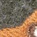 OliveGray/Dachsund
