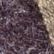 Fig/Mallards, color 3 of 5