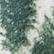 Cream Trees