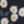Classic Navy Wild Daisies, color 5 of 6