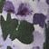 French Lilac Floral, color 2 of 3