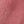 Field Rose, color 1 of 5