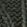Black Spruce