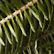 Traditional Balsam Wreath 24" Delay Ship Week of 11/30, One Color, swatch
