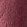 Dark Plum Rose