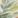 Evergreen, color 1 of 1
