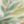 Evergreen, color 1 of 1