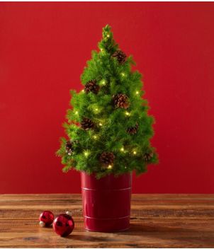 Woodland Tabletop Live Tree With Lights