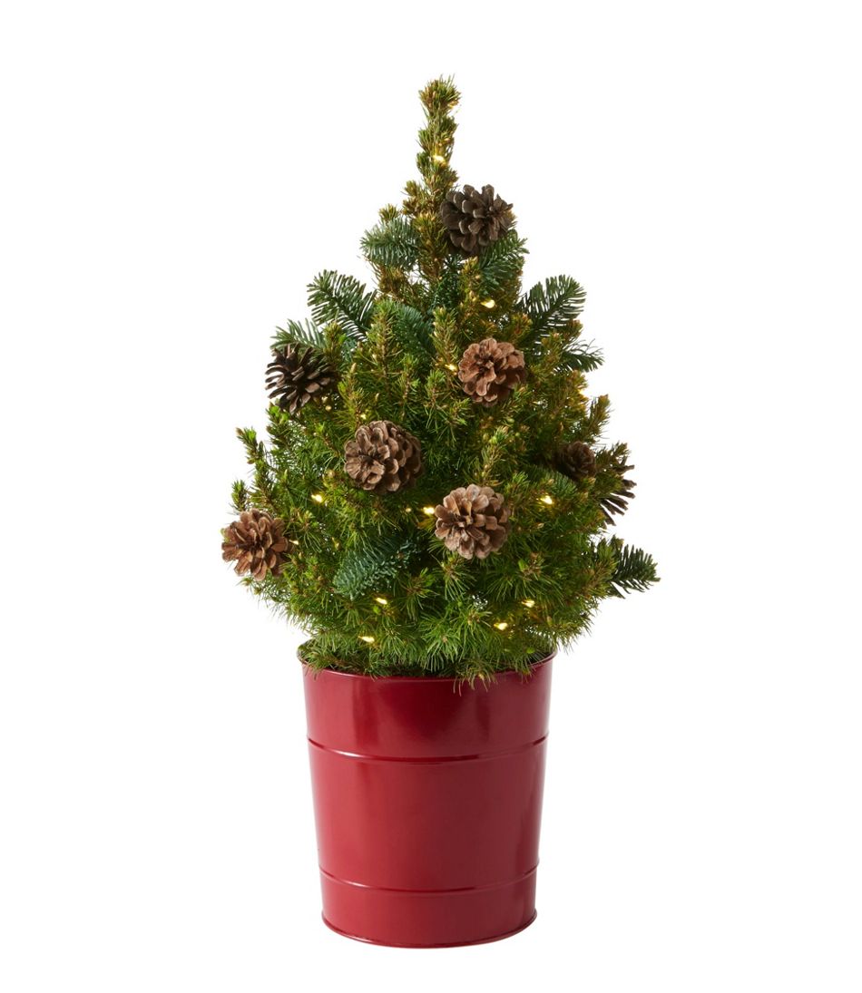 Woodland Tabletop Live Tree With Lights | Centerpieces at L.L.Bean