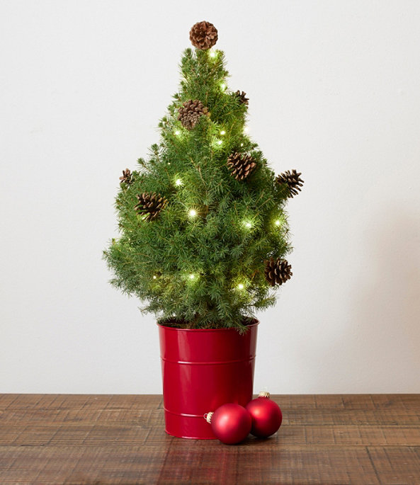 Woodland Tabletop Live Tree with Lights, Small, One Color, large image number 0