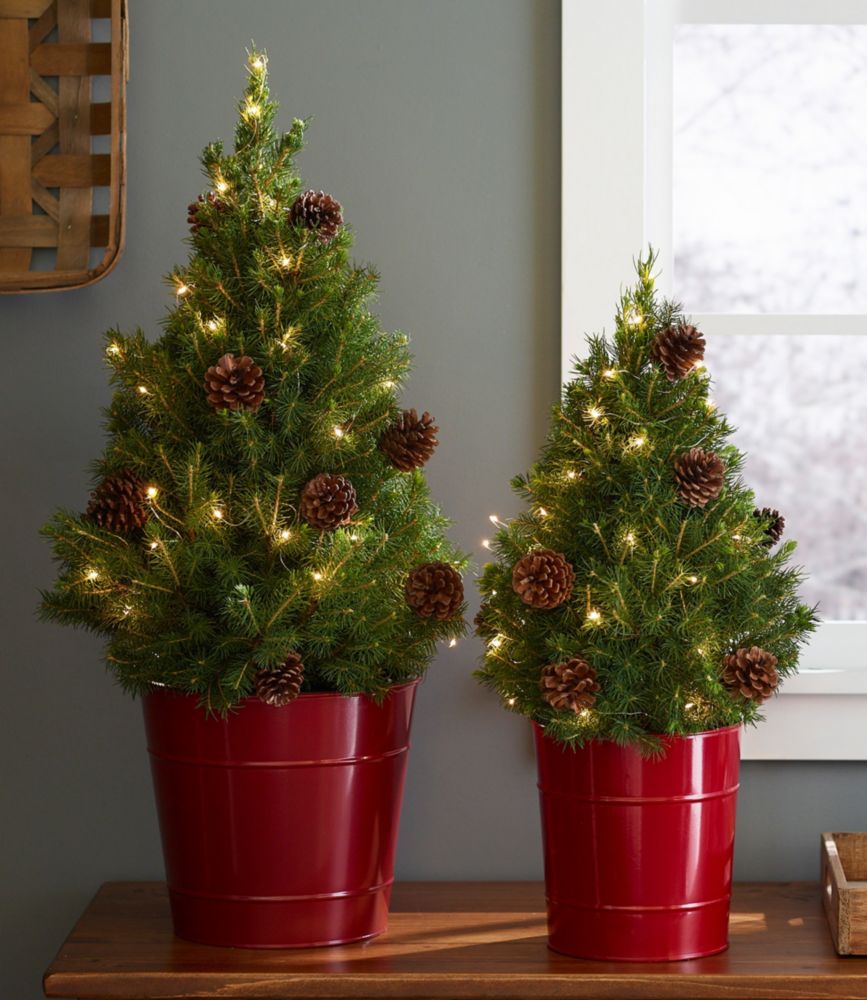 Woodland Tabletop Live Tree With Lights Fresh Wreaths & Greenery at L