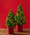 Woodland Tabletop Live Tree with Lights, Small, One Color, small image number 3