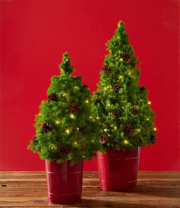 Woodland Tabletop Live Tree with Lights, Small, One Color, large image number 3