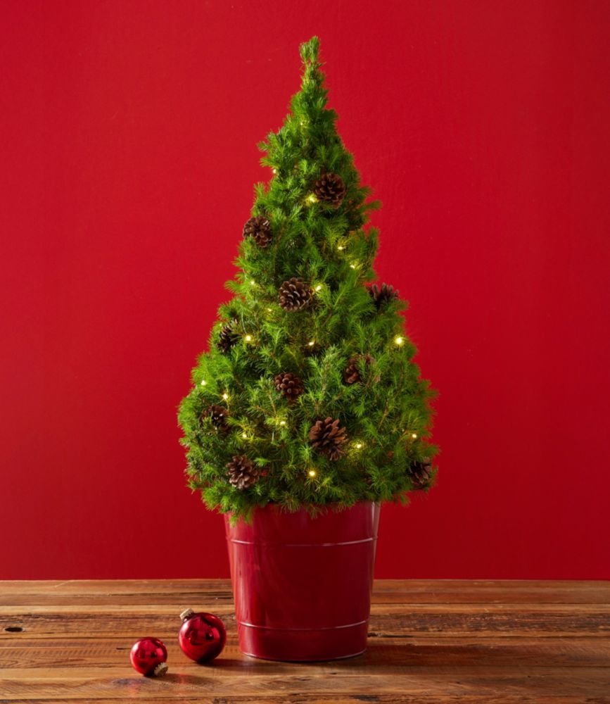 Woodland Tabletop Live Tree With Lights