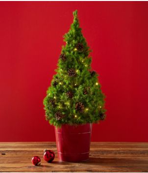 Woodland Tabletop Live Tree With Lights