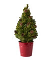 Woodland Tabletop Live Tree With Lights, Large, One Color, small image number 0