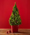 Woodland Tabletop Live Tree With Lights, Large, One Color, small image number 0