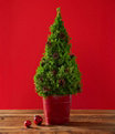 Woodland Tabletop Live Tree With Lights, Large, One Color, small image number 1