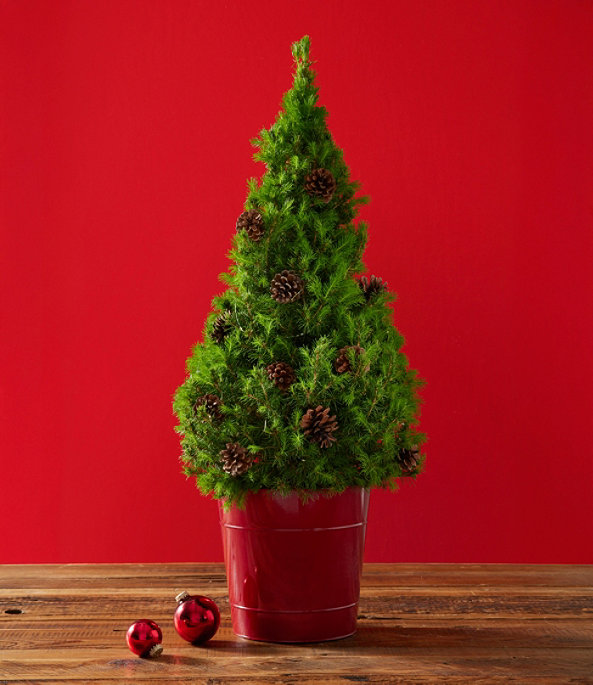 Woodland Tabletop Live Tree With Lights, Large, One Color, large image number 1