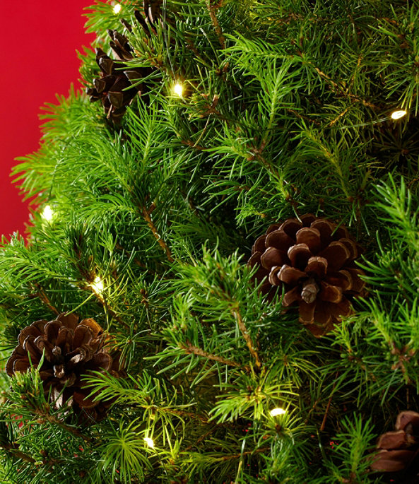 Woodland Tabletop Live Tree With Lights, Large, One Color, large image number 2