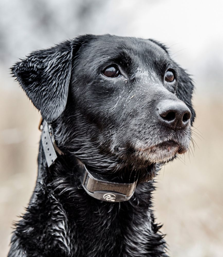 SportDOG Yard Trainer 300