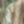 Mossy Oak Country DNA, color 1 of 1