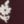 Burgundy Floral, color 1 of 3