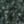 Evergreen, color 4 of 7