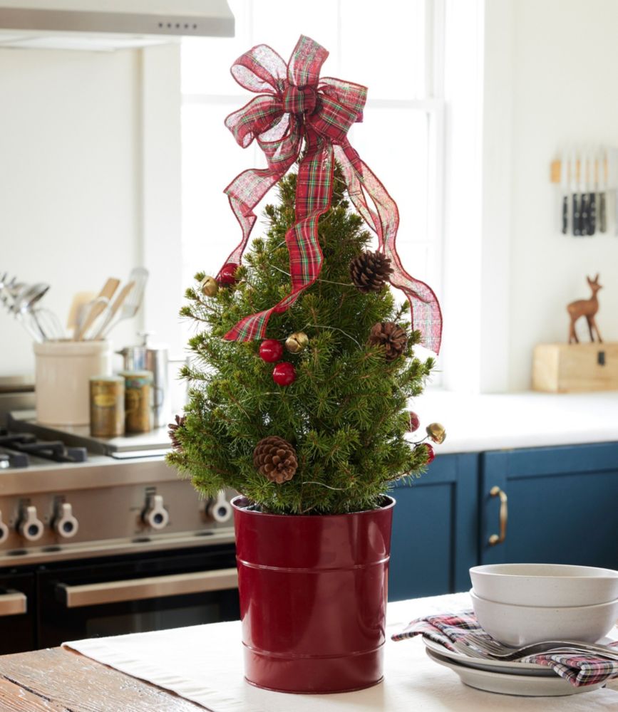 Tartan Tabletop Live Tree with Lights at L.L.Bean
