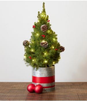 Holiday Tabletop Live Tree with Lights, New