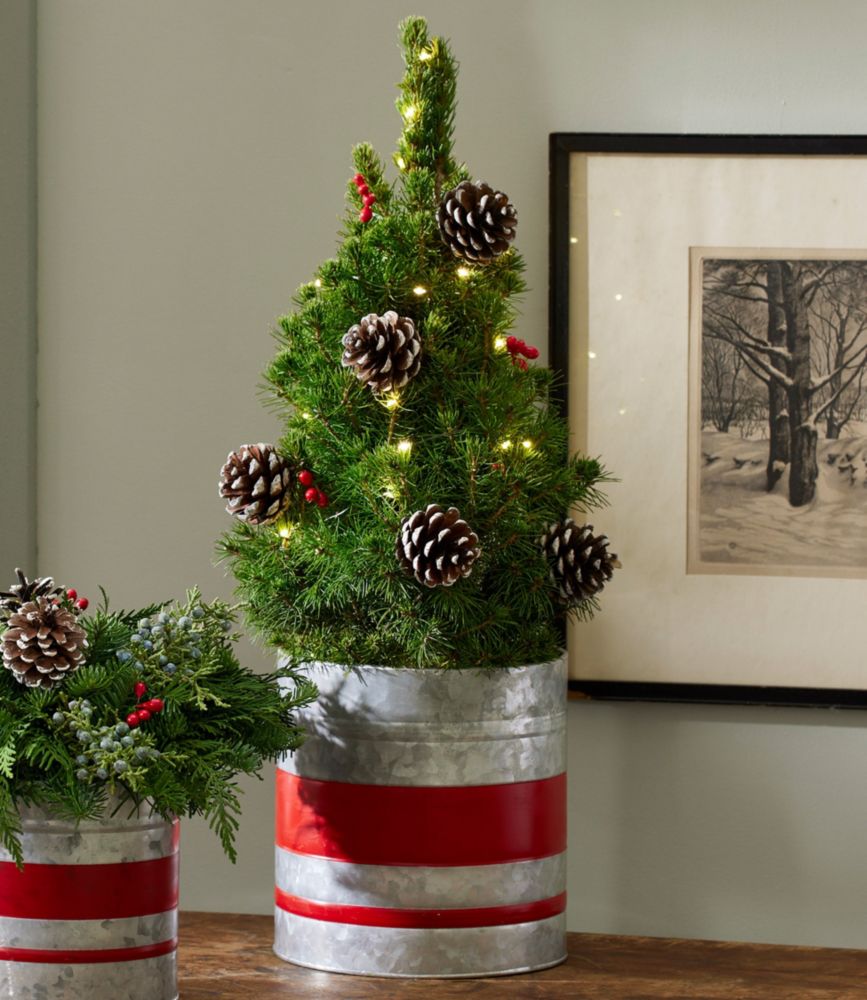 Holiday Tabletop Live Tree with Lights at L.L.Bean