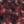 Dark Red, color 1 of 3