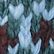 Shade Teal Fair Isle