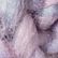 Blush, color 2 of 2