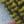 Deep Mallard/Spruce, color 6 of 7