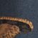 Rangeley Blue Bean Boot