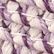 Wisteria, color 1 of 3