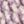 Wisteria, color 1 of 2