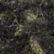 Thyme Marl
