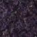 Eggplant