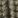 Dark Loden, color 4 of 5